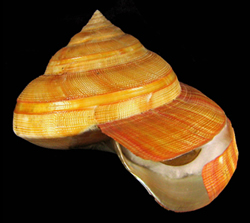 Pleurotomaria Hirasei Shell Seashell 4 5/8 Inches Collector Emperors Slit Shell 